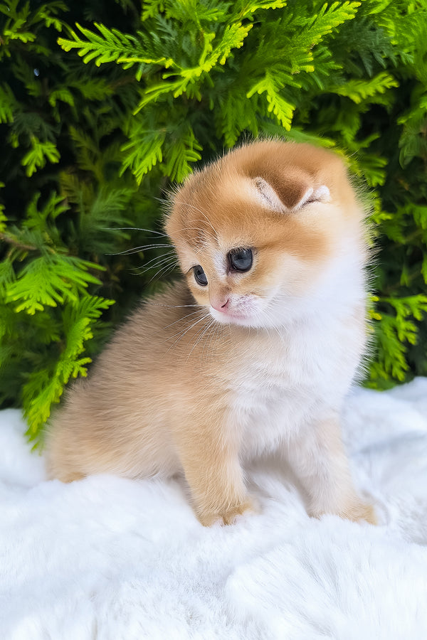 Mickey | Scottish Fold Kitten