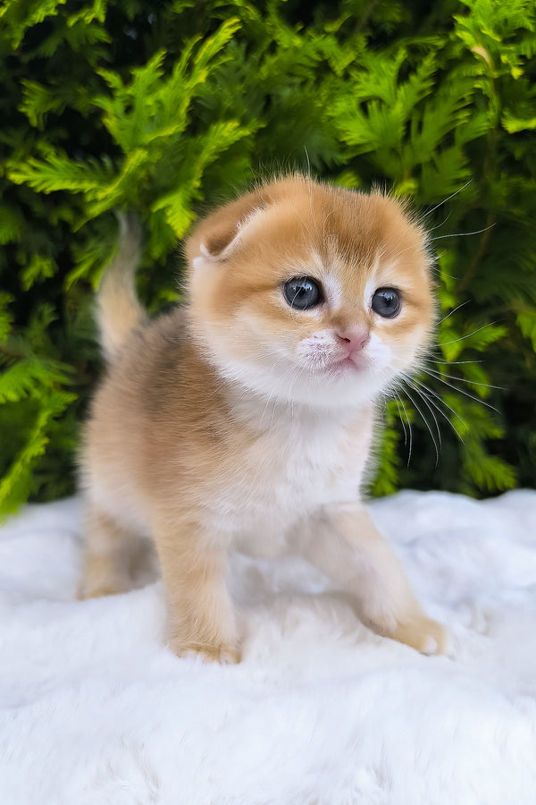 Mickey | Scottish Fold Kitten