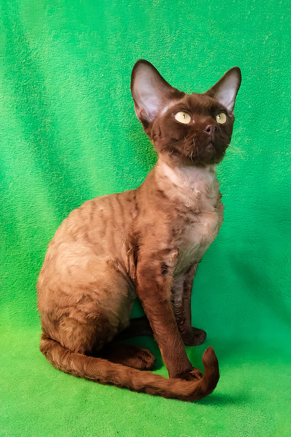 Micky | Devon Rex Kitten