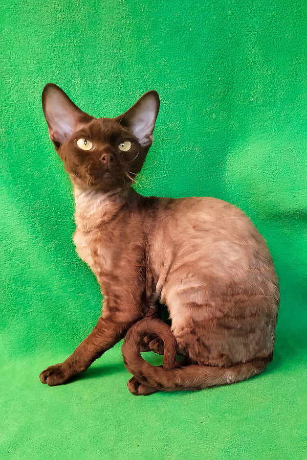 Micky | Devon Rex Kitten