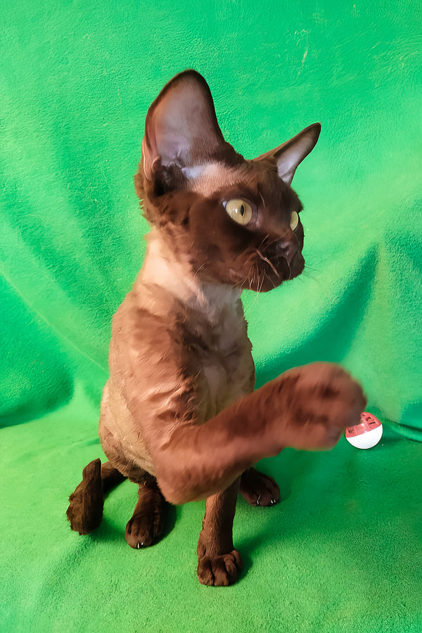 Micky | Devon Rex Kitten