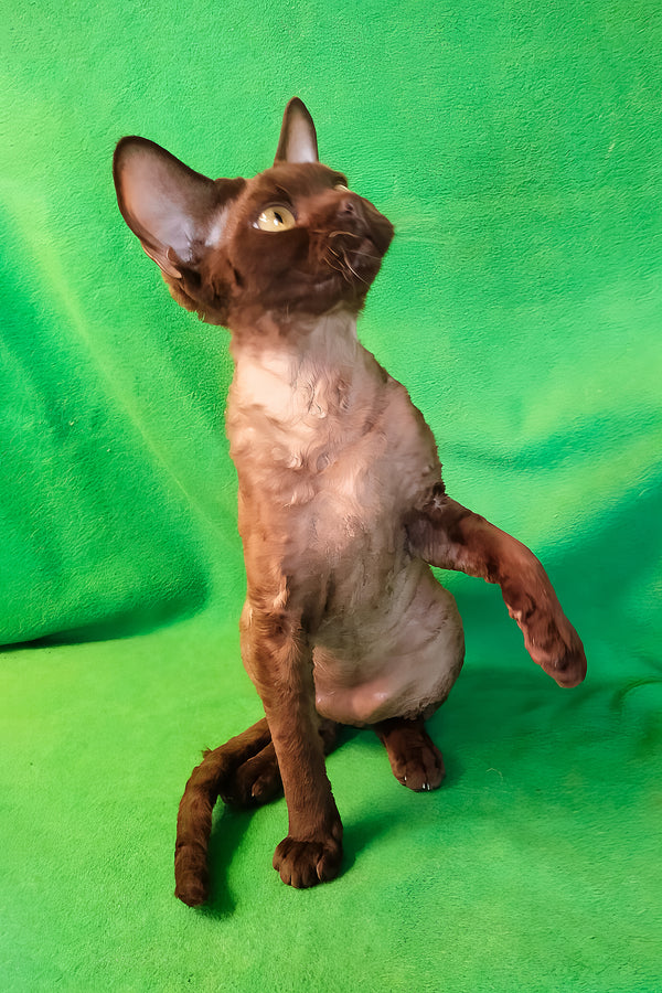 Micky | Devon Rex Kitten