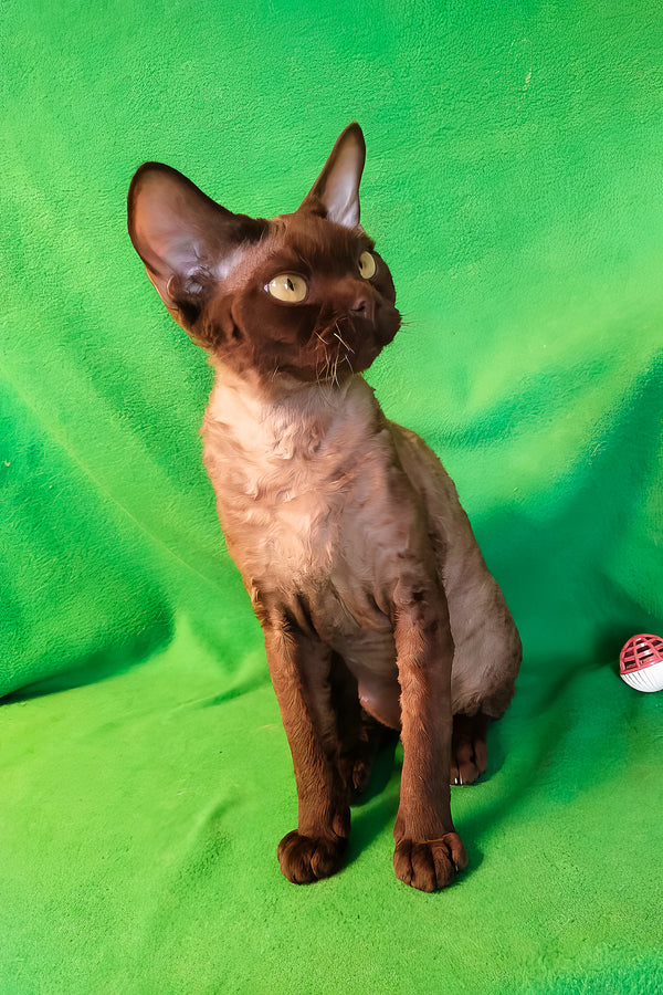Micky | Devon Rex Kitten