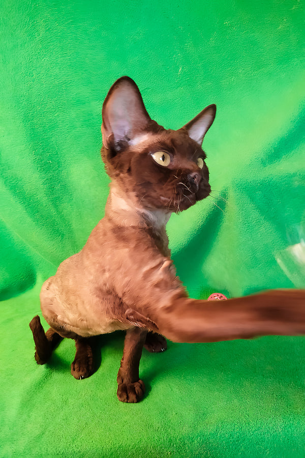 Micky | Devon Rex Kitten