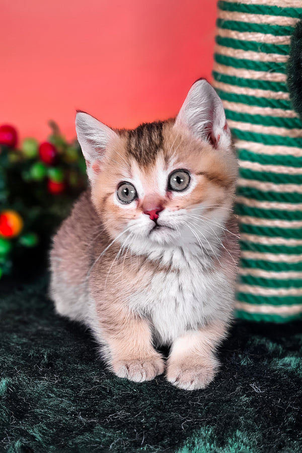 Mikaella | Munchkin Kitten