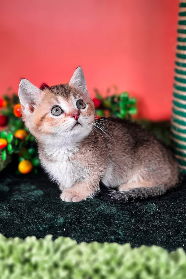 Mikaella | Munchkin Kitten
