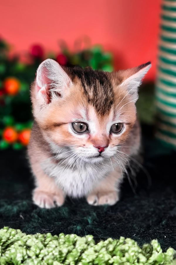 Mikaella | Munchkin Kitten