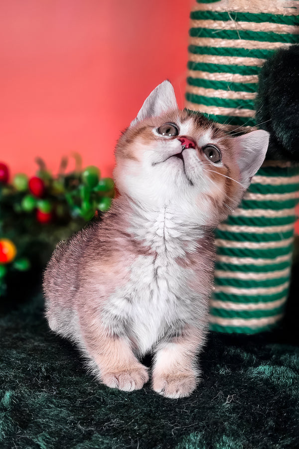 Mikaella | Munchkin Kitten