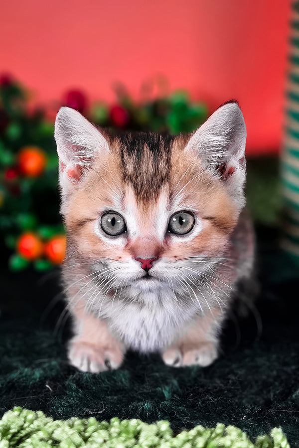 Mikaella | Munchkin Kitten