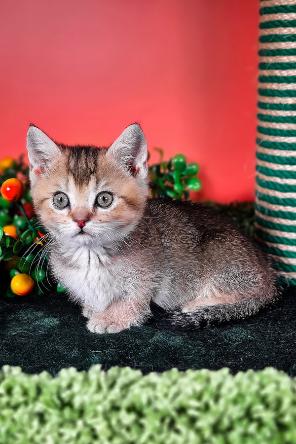 Mikaella | Munchkin Kitten