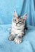 Milanija | Maine Coon Kitten