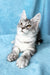 Milanija | Maine Coon Kitten
