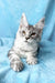 Milanija | Maine Coon Kitten