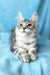 Milanija | Maine Coon Kitten