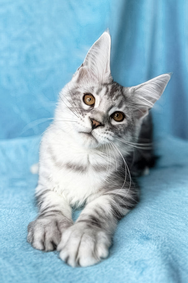 Milanija | Maine Coon Kitten