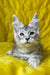 Milanija | Maine Coon Kitten