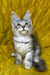 Milanija | Maine Coon Kitten
