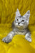 Milanija | Maine Coon Kitten