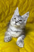 Milanija | Maine Coon Kitten