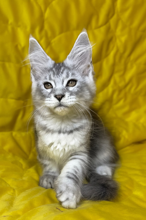 Milanija | Maine Coon Kitten