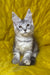 Milanija | Maine Coon Kitten