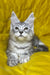 Milanija | Maine Coon Kitten