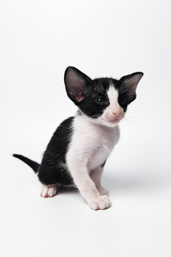Milka | Oriental Shorthair Kitten