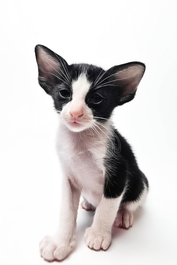 Milka | Oriental Shorthair Kitten