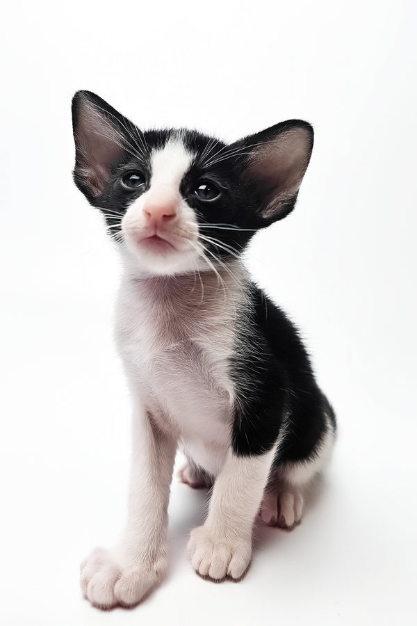 Milka | Oriental Shorthair Kitten