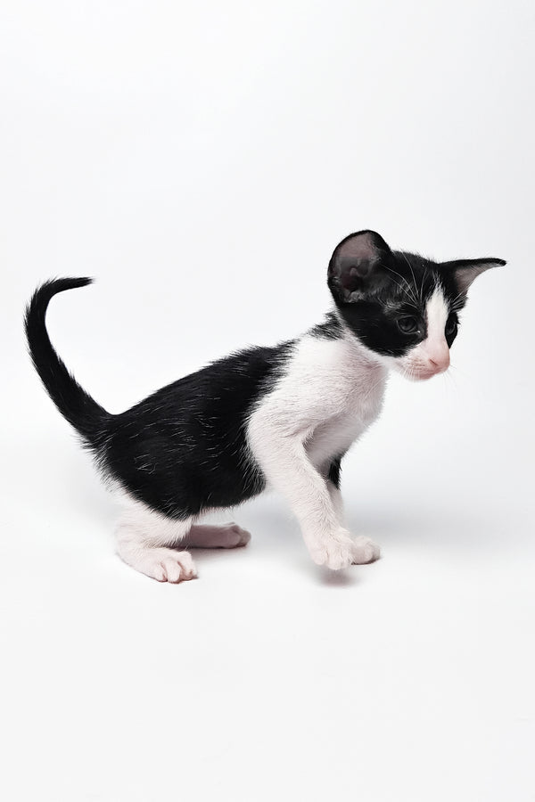 Milka | Oriental Shorthair Kitten