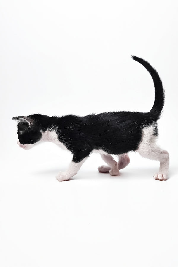 Milka | Oriental Shorthair Kitten