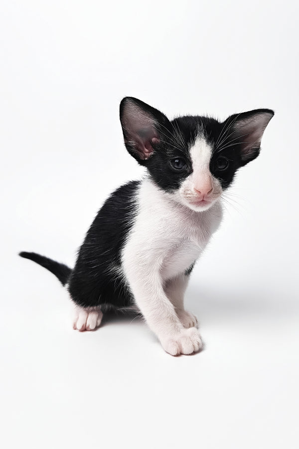 Milka | Oriental Shorthair Kitten