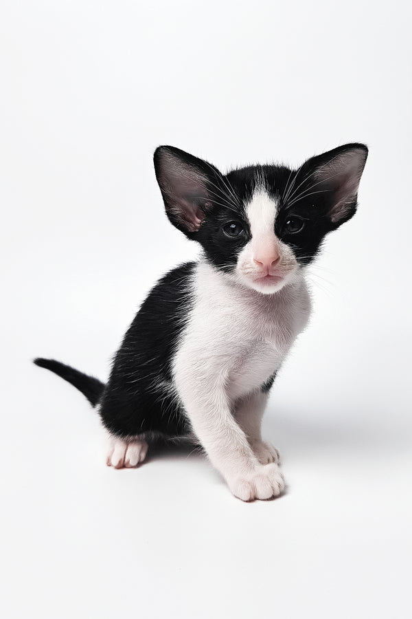 Milka | Oriental Shorthair Kitten
