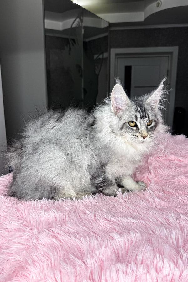Milly | Maine Coon Kitten