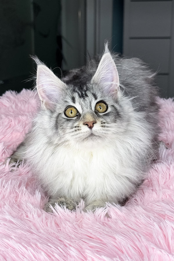 Milly | Maine Coon Kitten