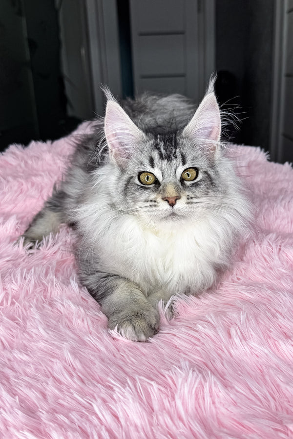 Milly | Maine Coon Kitten