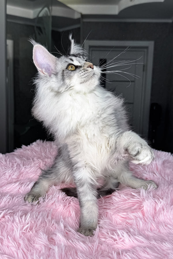 Milly | Maine Coon Kitten