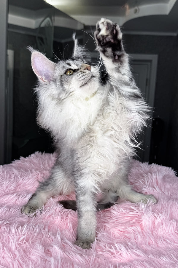 Milly | Maine Coon Kitten