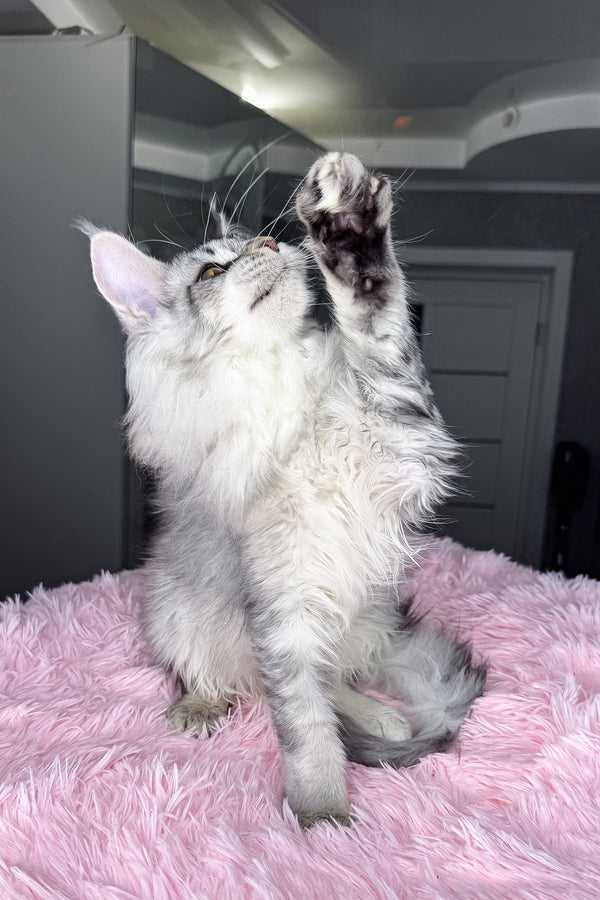 Milly | Maine Coon Kitten