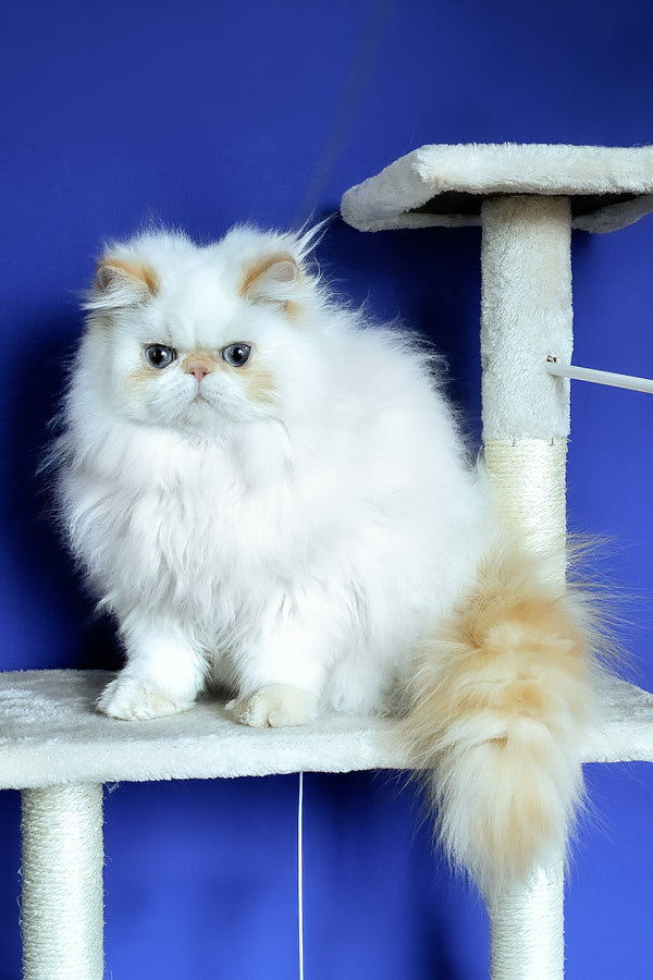 Milo | Persian Kitten