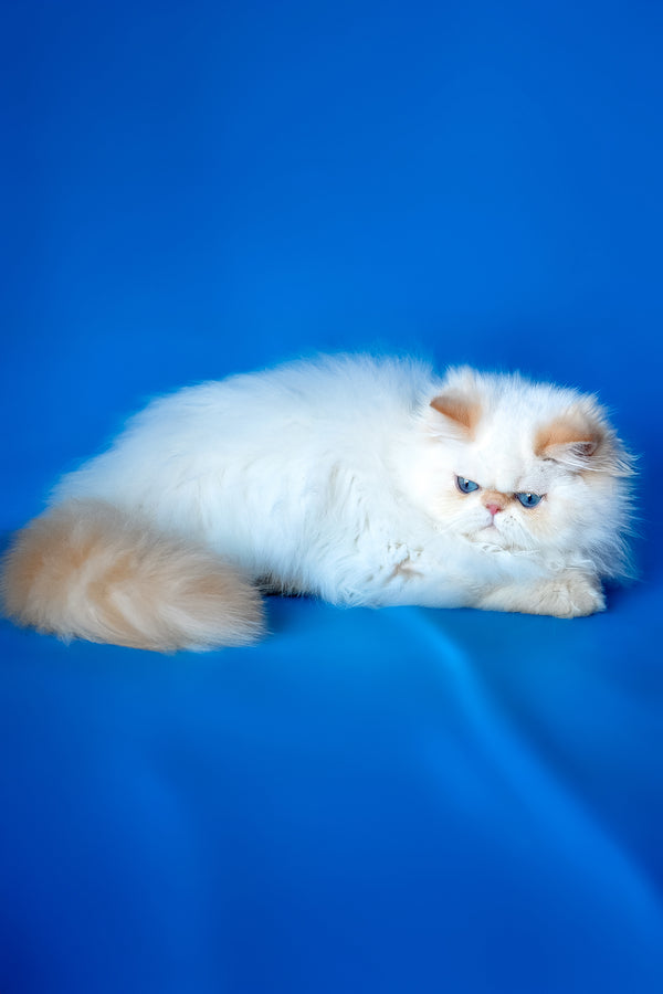 Milo | Persian Kitten