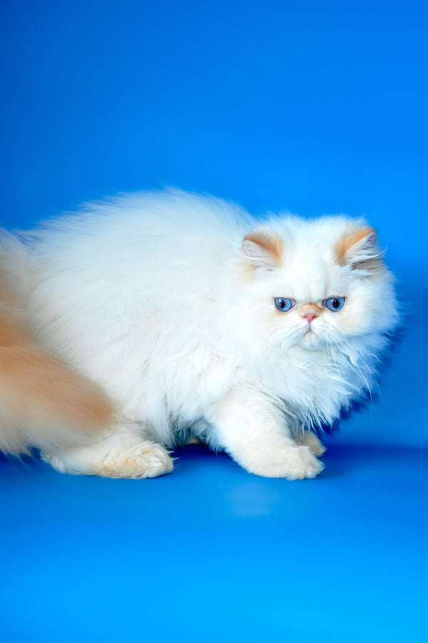 Milo | Persian Kitten