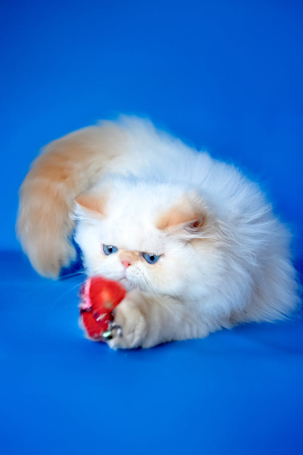 Milo | Persian Kitten