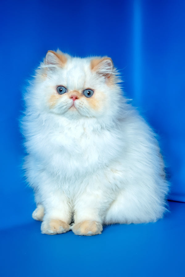 Milo | Persian Kitten