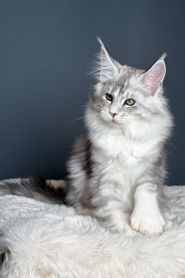 Milo | Polydactyl Maine Coon Kitten
