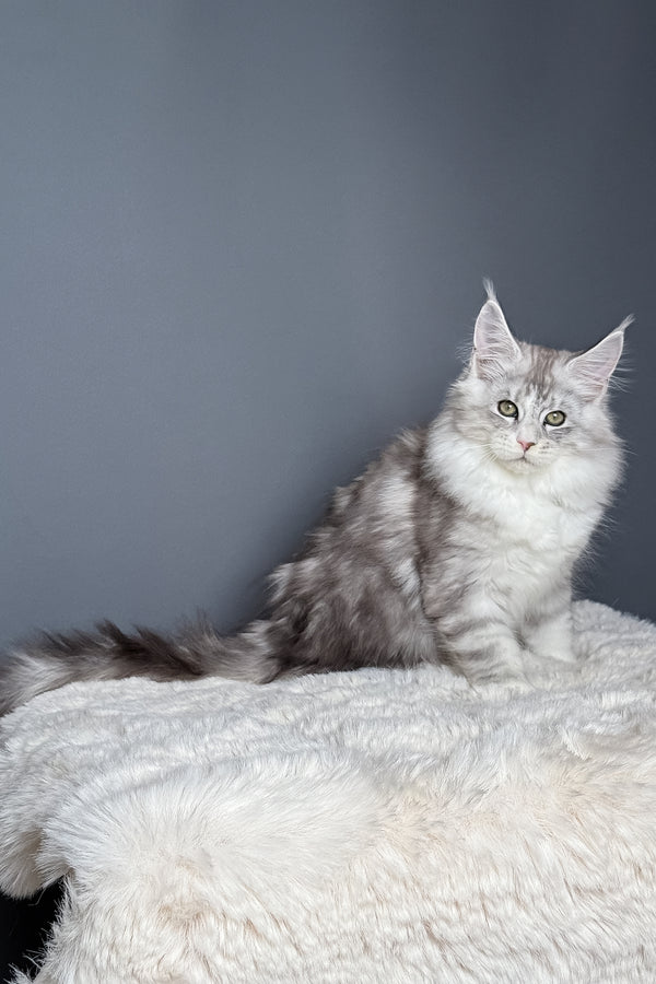 Milo | Polydactyl Maine Coon Kitten