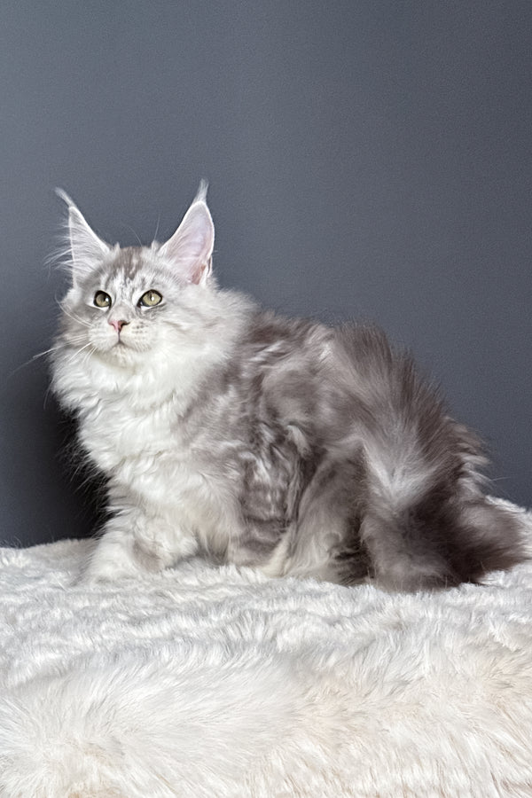 Milo | Polydactyl Maine Coon Kitten