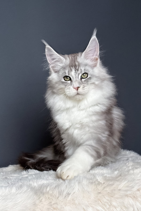 Milo | Polydactyl Maine Coon Kitten