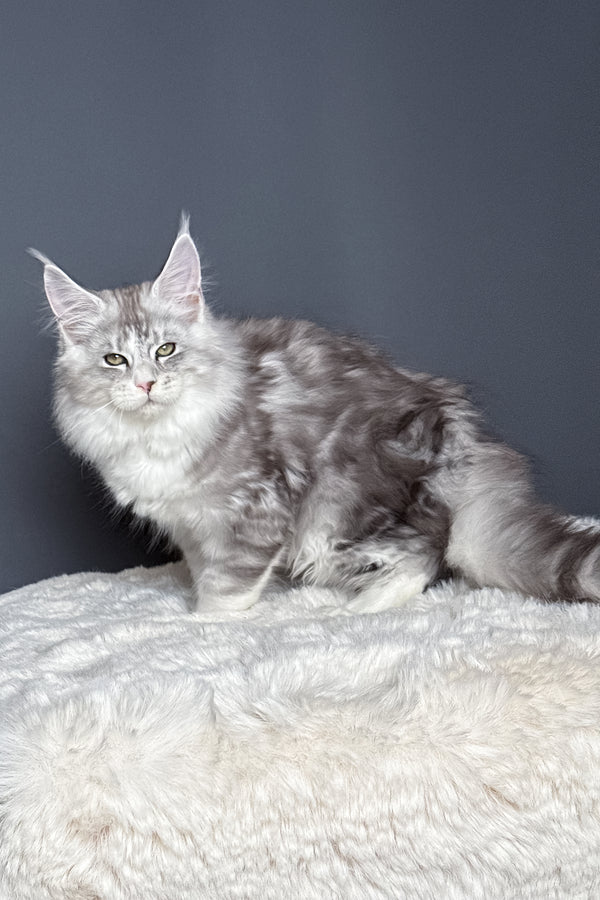 Milo | Polydactyl Maine Coon Kitten