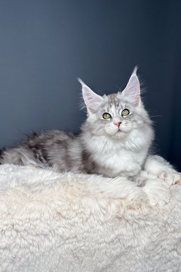 Milo | Polydactyl Maine Coon Kitten